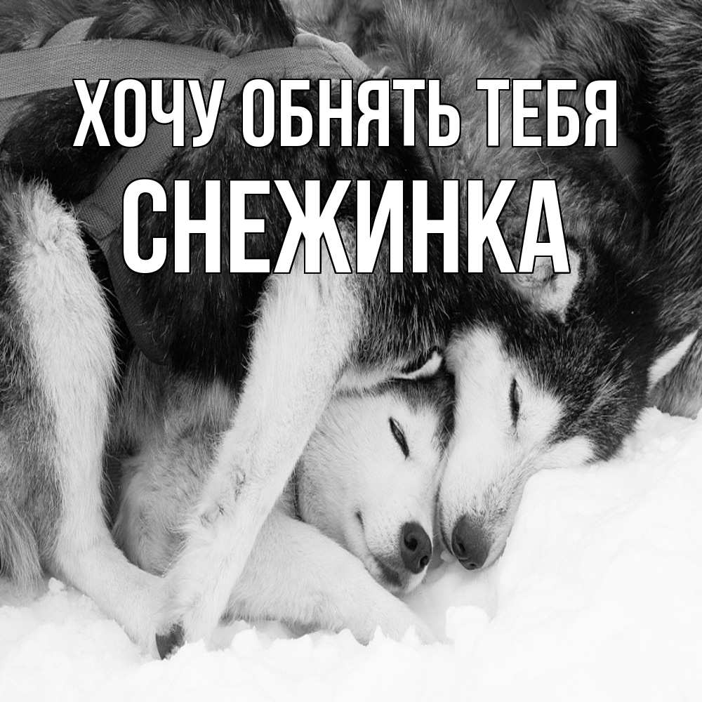 Открытка на каждый день с именем, Снежинка Хочу обнять тебя собачки в упряжке Прикольная открытка с пожеланием онлайн скачать бесплатно 