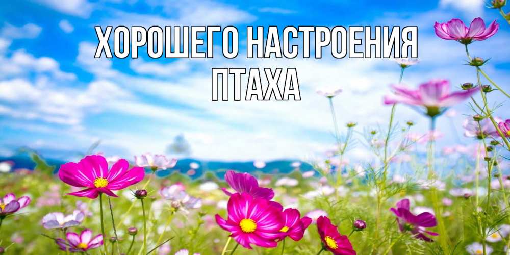 Открытка на каждый день с именем, Птаха Хорошего настроения поле цветов Прикольная открытка с пожеланием онлайн скачать бесплатно 