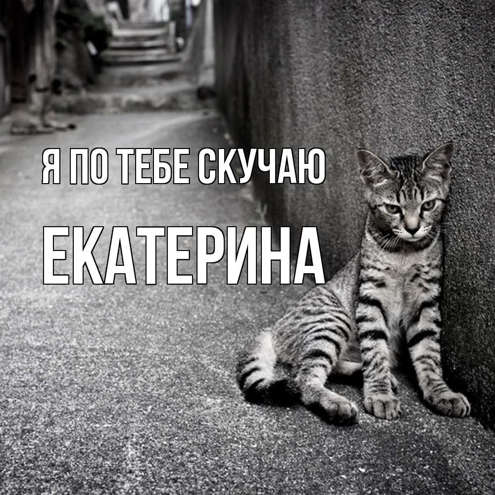 Открытка на каждый день с именем, Екатерина Я по тебе скучаю одиноко котику Прикольная открытка с пожеланием онлайн скачать бесплатно 