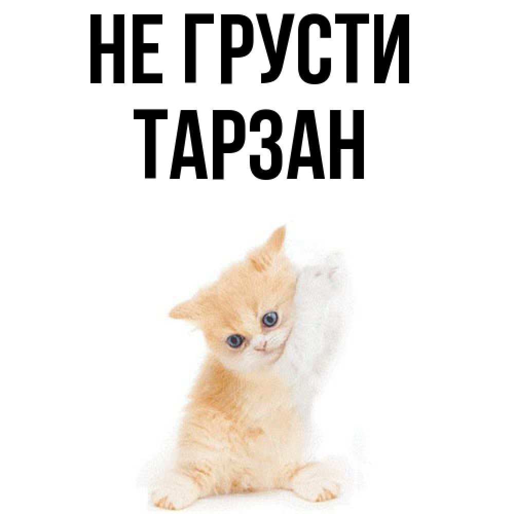 Открытка на каждый день с именем, Тарзан Не грусти просящий кот Прикольная открытка с пожеланием онлайн скачать бесплатно 