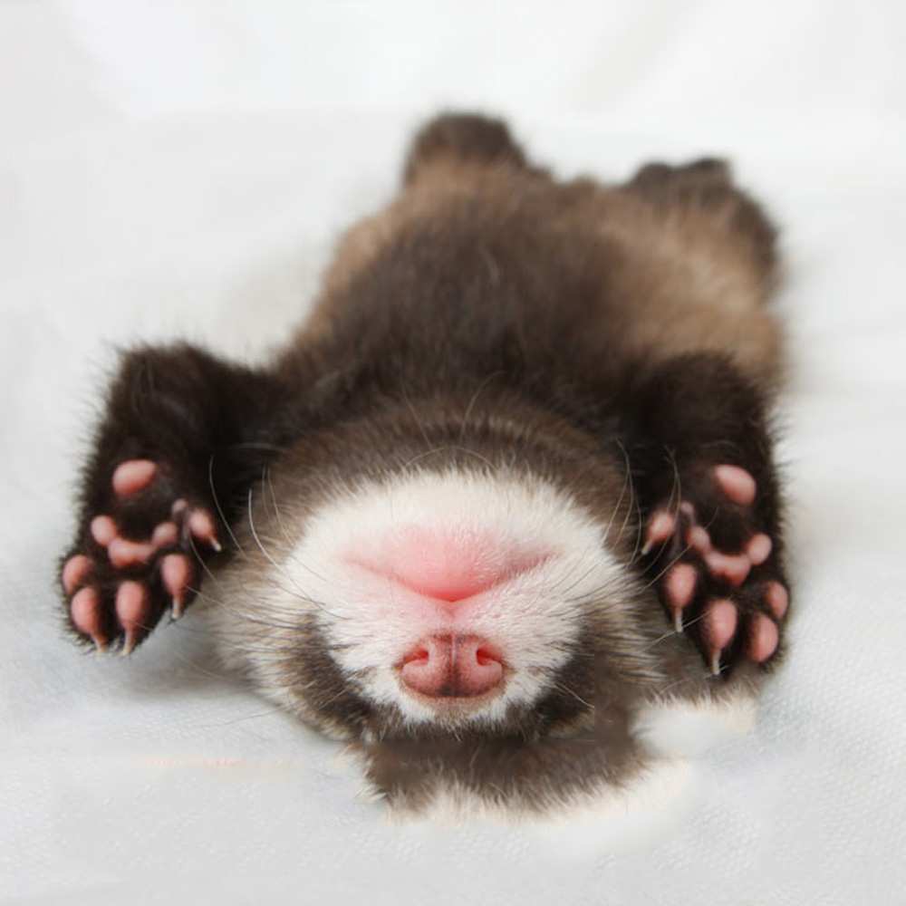 Открытка на каждый день с именем, Панкрат Спокойной ночи зверек Прикольная открытка с пожеланием онлайн скачать бесплатно 