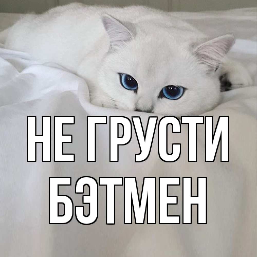 Открытка на каждый день с именем, Бэтмен Не грусти белый кот с голубыми глазами на белоснежной кровати Прикольная открытка с пожеланием онлайн скачать бесплатно 