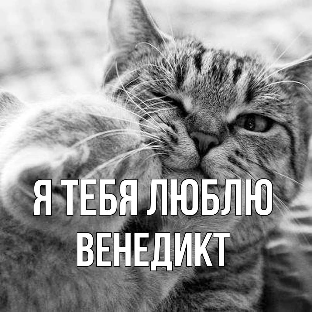 Открытка на каждый день с именем, Венедикт Я тебя люблю коты Прикольная открытка с пожеланием онлайн скачать бесплатно 