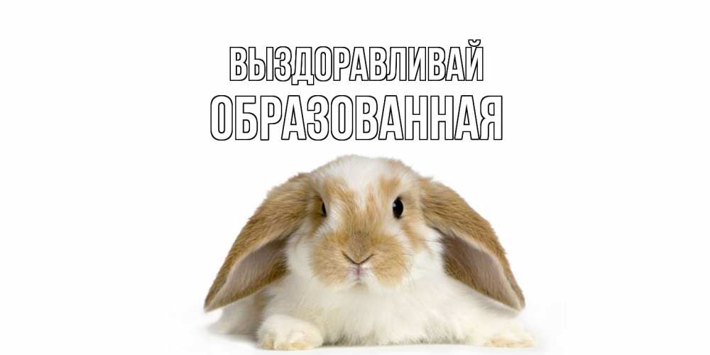 Открытка на каждый день с именем, Образованная Выздоравливай вислоухий кролик белого и коричневого цвета Прикольная открытка с пожеланием онлайн скачать бесплатно 