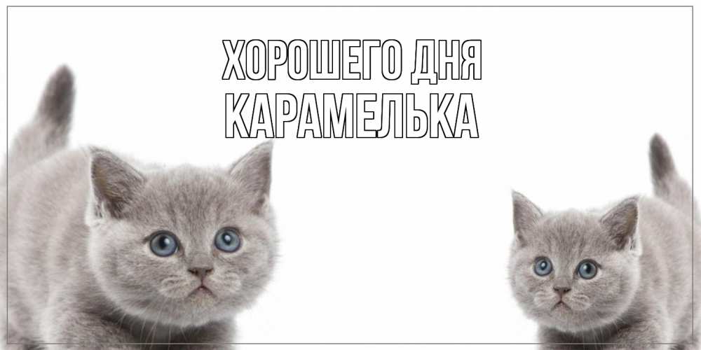 Открытка на каждый день с именем, Карамелька Хорошего дня открытка с котами Прикольная открытка с пожеланием онлайн скачать бесплатно 
