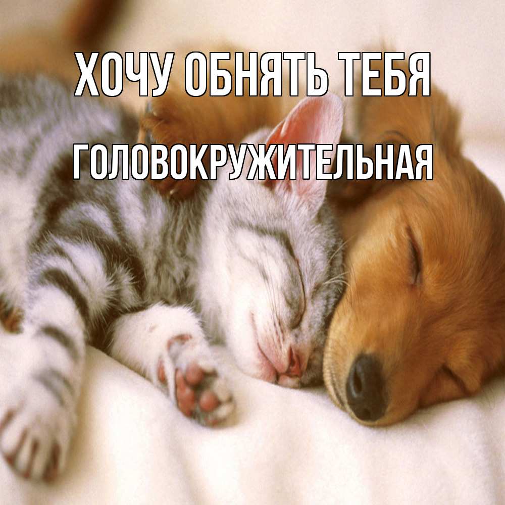 Открытка на каждый день с именем, Головокружительная Хочу обнять тебя пес и котенок Прикольная открытка с пожеланием онлайн скачать бесплатно 