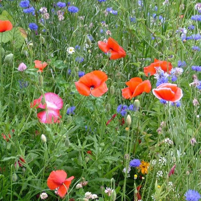 Картинка C 8 МАРТА, Иванова