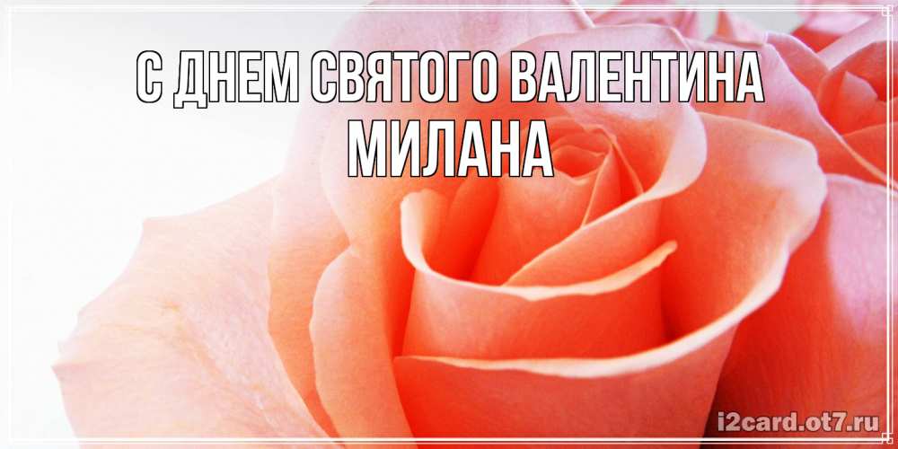 Открытка на каждый день с именем, Милана С днем Святого Валентина открытка на день Святого Валентина с розовой розой Прикольная открытка с пожеланием онлайн скачать бесплатно 