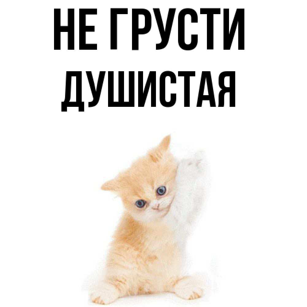 Открытка на каждый день с именем, Душистая Не грусти просящий кот Прикольная открытка с пожеланием онлайн скачать бесплатно 