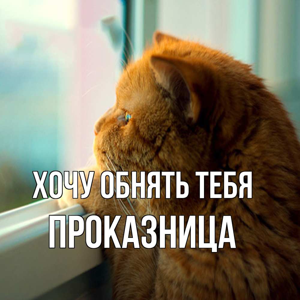 Открытка на каждый день с именем, Пpоказница Хочу обнять тебя большой огромный рыжий котяра Прикольная открытка с пожеланием онлайн скачать бесплатно 