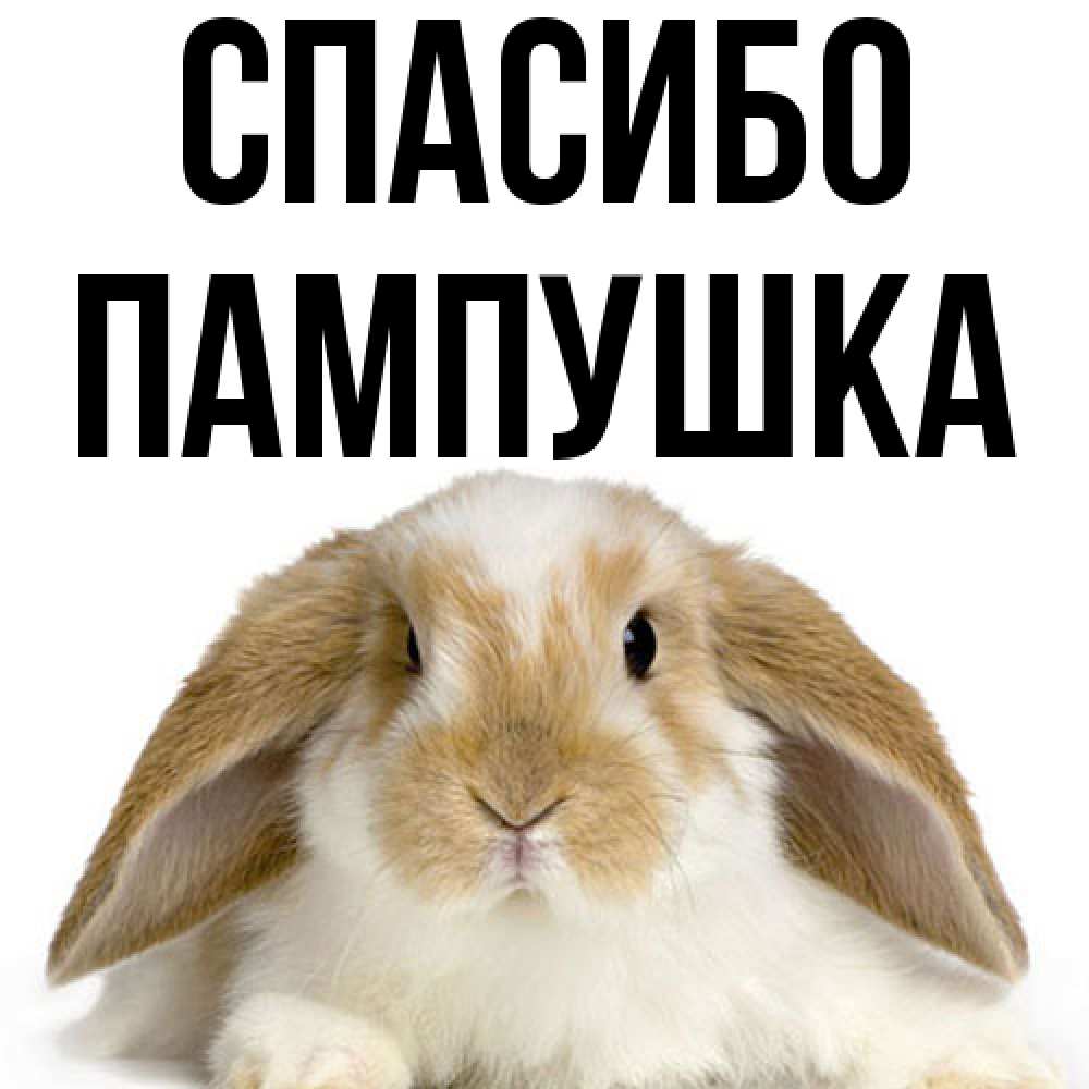 Открытка на каждый день с именем, Пампушка Спасибо коричнево белый заяц Прикольная открытка с пожеланием онлайн скачать бесплатно 