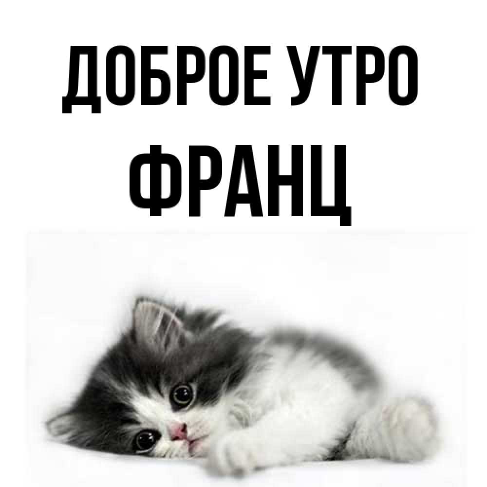 Открытка на каждый день с именем, Франц Доброе утро кот лапки Прикольная открытка с пожеланием онлайн скачать бесплатно 