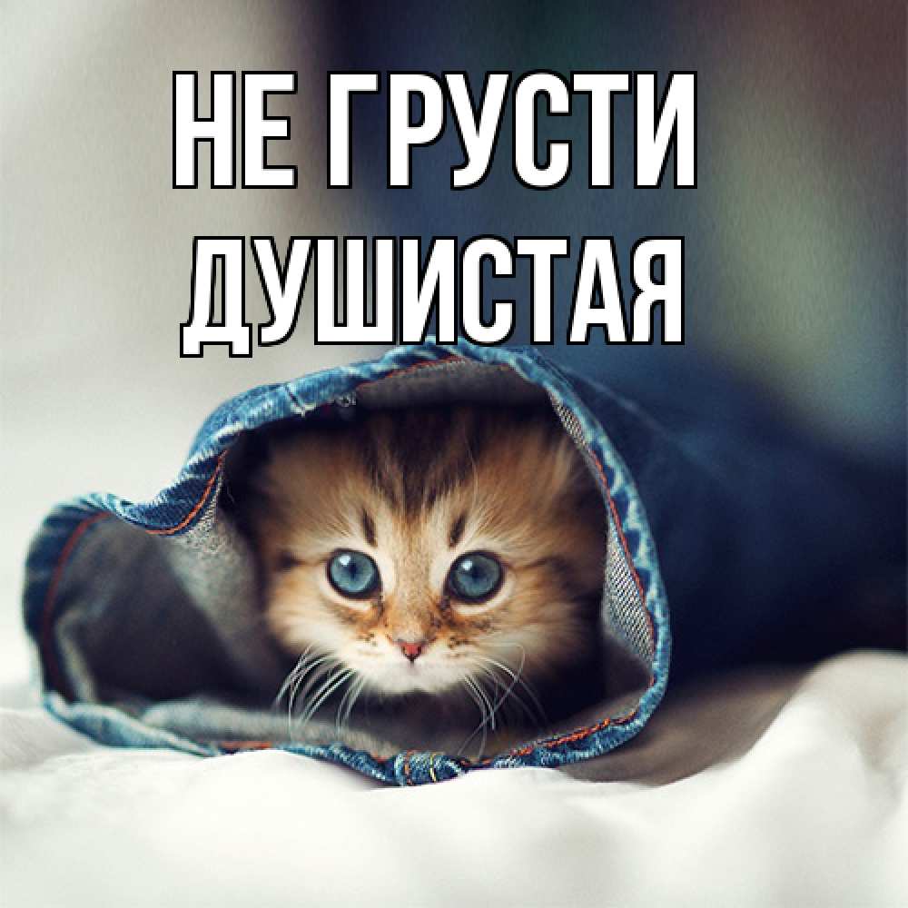 Открытка на каждый день с именем, Душистая Не грусти рыжик котик Прикольная открытка с пожеланием онлайн скачать бесплатно 