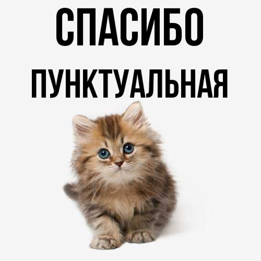 Открытка на каждый день с именем, пунктуальная Спасибо пушистый котик Прикольная открытка с пожеланием онлайн скачать бесплатно 