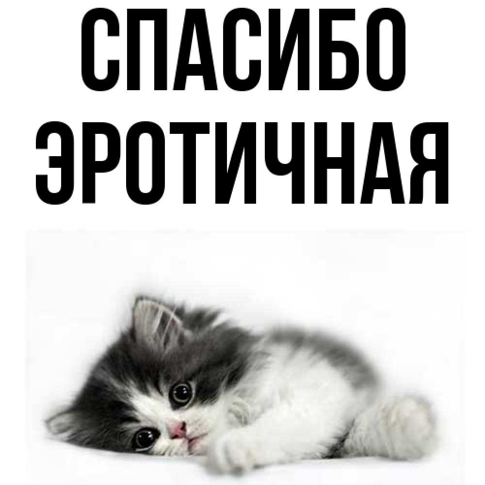 Открытка на каждый день с именем, Эротичная Спасибо черный и белый кот Прикольная открытка с пожеланием онлайн скачать бесплатно 