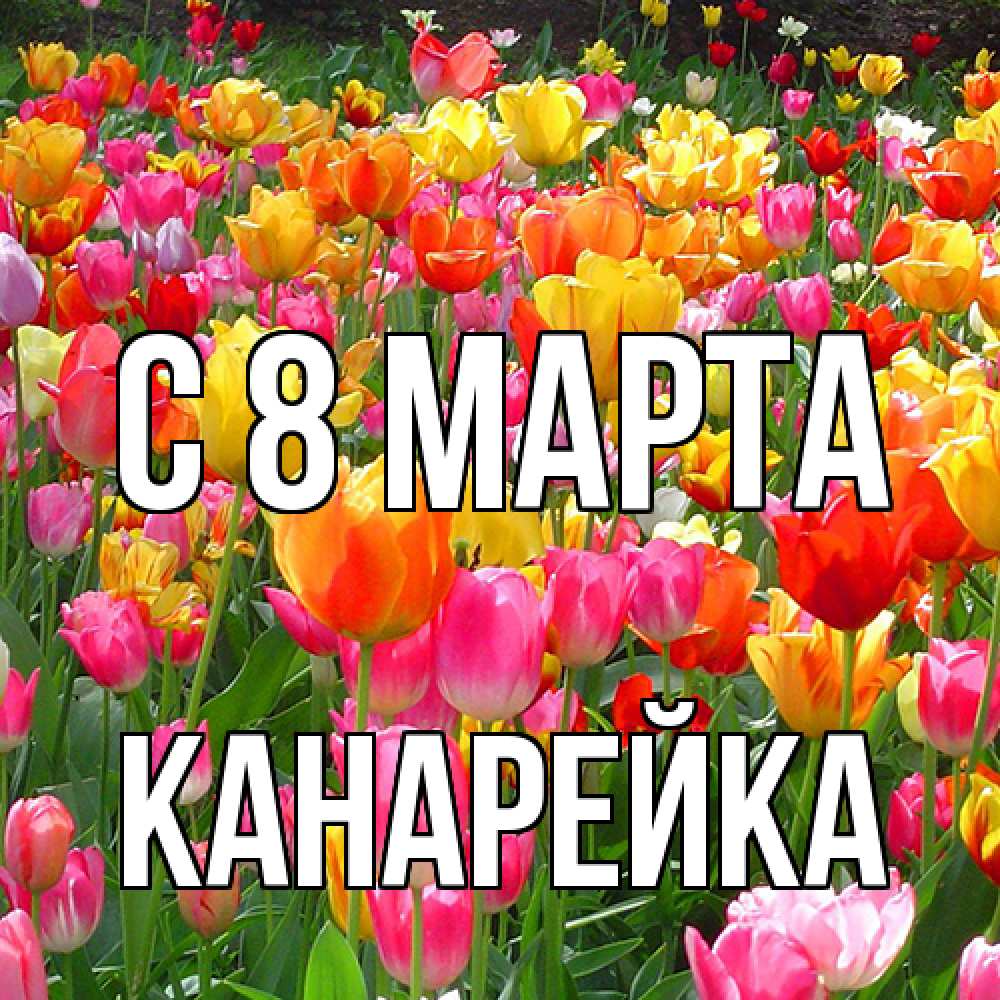 Открытка на каждый день с именем, Канарейка C 8 МАРТА на международный женский день Прикольная открытка с пожеланием онлайн скачать бесплатно 