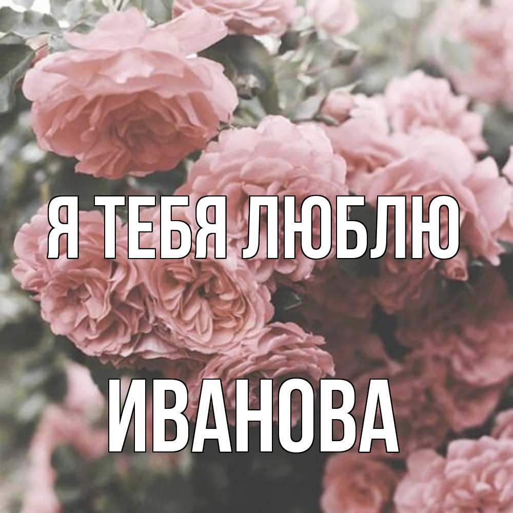 Открытка на каждый день с именем, Иванова Я тебя люблю розы 3 Прикольная открытка с пожеланием онлайн скачать бесплатно 