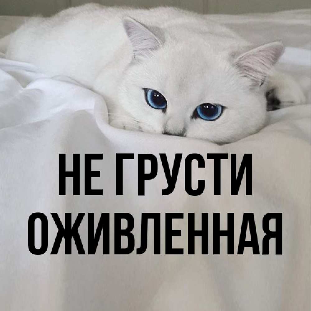 Открытка на каждый день с именем, Оживленная Не грусти Голубоглазая кошка Прикольная открытка с пожеланием онлайн скачать бесплатно 