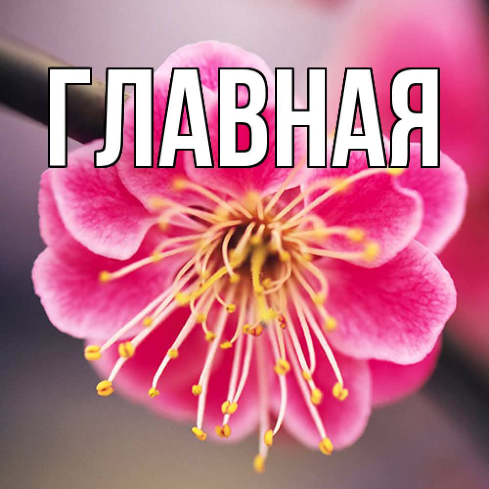 Открытка на каждый день с именем, Анна Главная цветы Прикольная открытка с пожеланием онлайн скачать бесплатно 