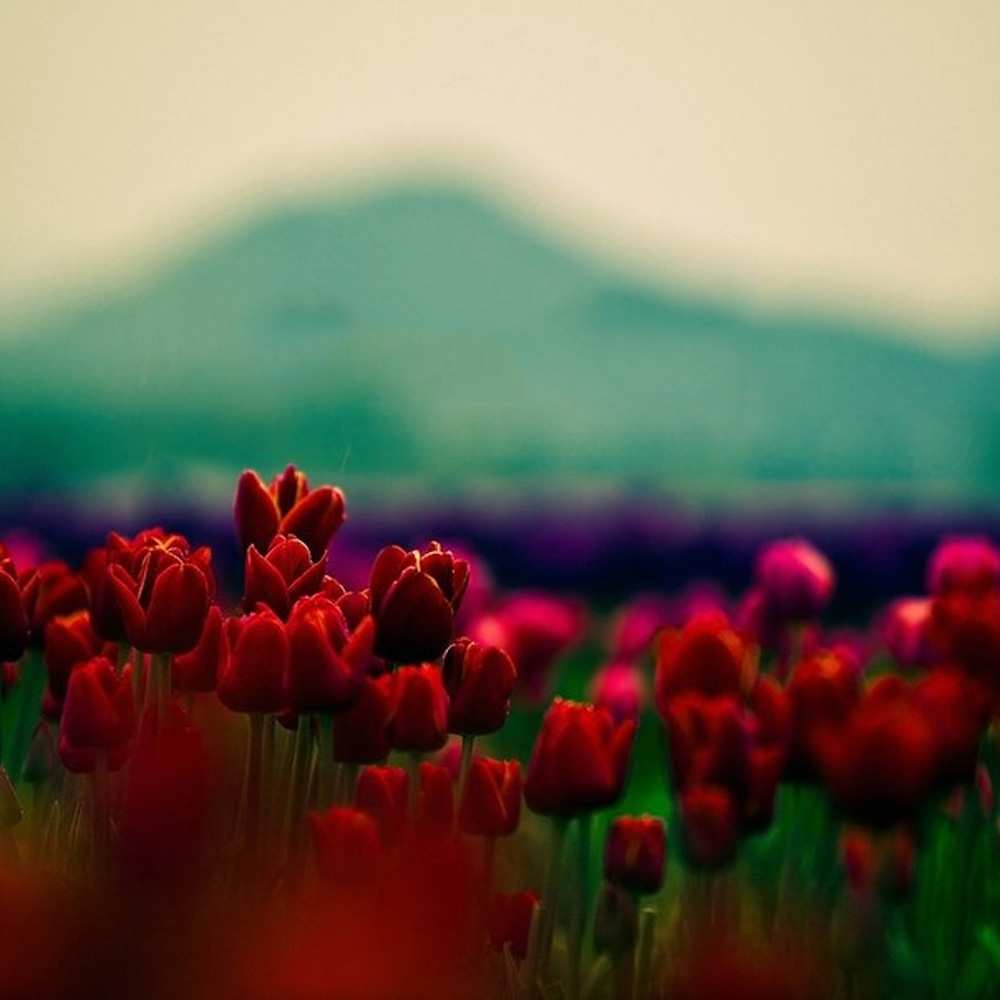 Открытка на каждый день с именем, Ахмет Я тебя люблю тюльпаны 4 Прикольная открытка с пожеланием онлайн скачать бесплатно 