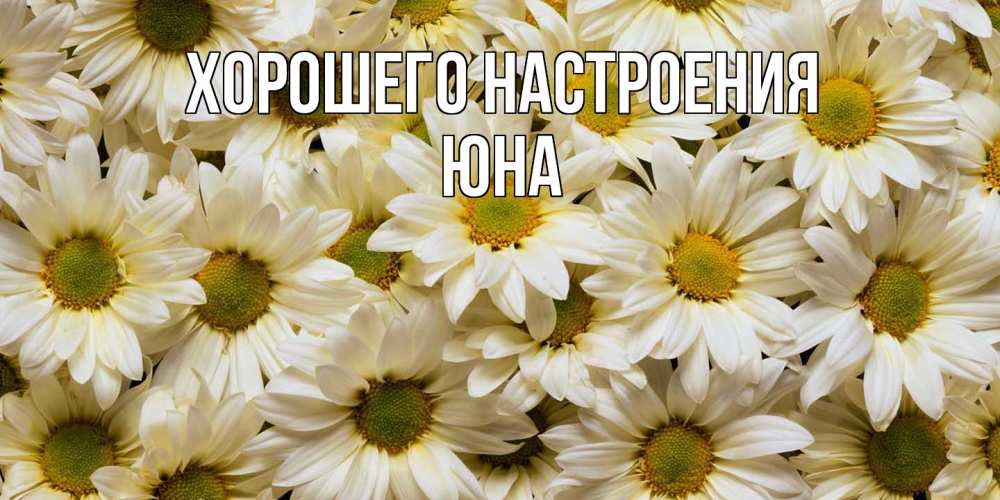 Открытка на каждый день с именем, Юна Хорошего настроения крупные ромашки Прикольная открытка с пожеланием онлайн скачать бесплатно 