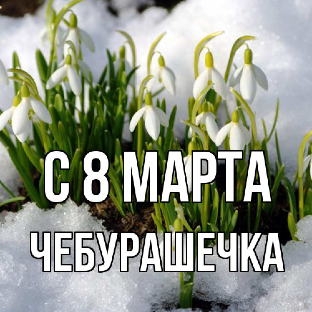 Открытка на каждый день с именем, Чебурашечка C 8 МАРТА цветы весенние Прикольная открытка с пожеланием онлайн скачать бесплатно 