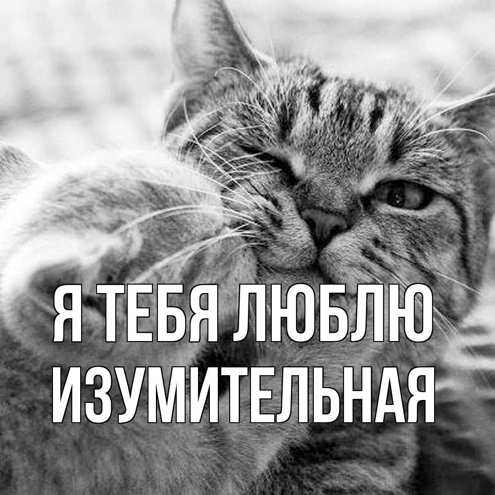 Открытка на каждый день с именем, изумительная Я тебя люблю коты Прикольная открытка с пожеланием онлайн скачать бесплатно 