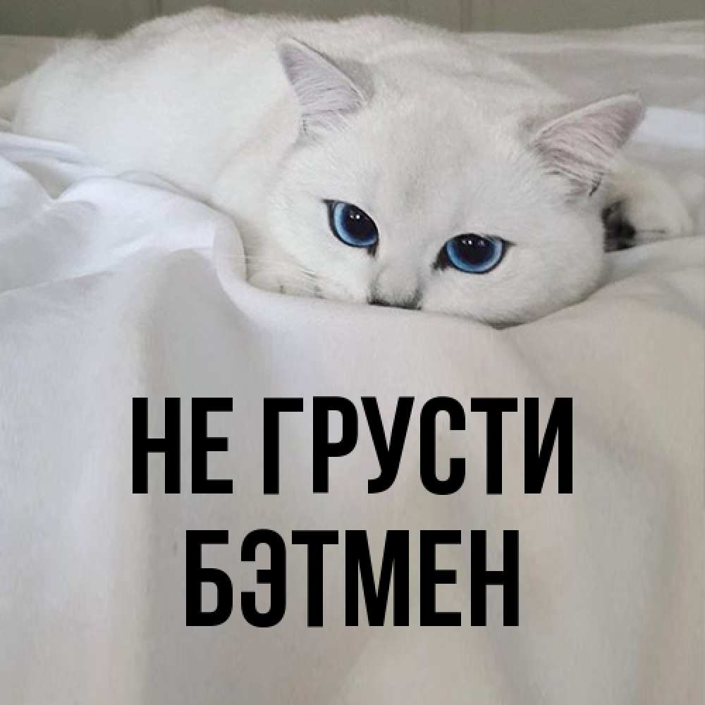 Открытка на каждый день с именем, Бэтмен Не грусти Голубоглазая кошка Прикольная открытка с пожеланием онлайн скачать бесплатно 