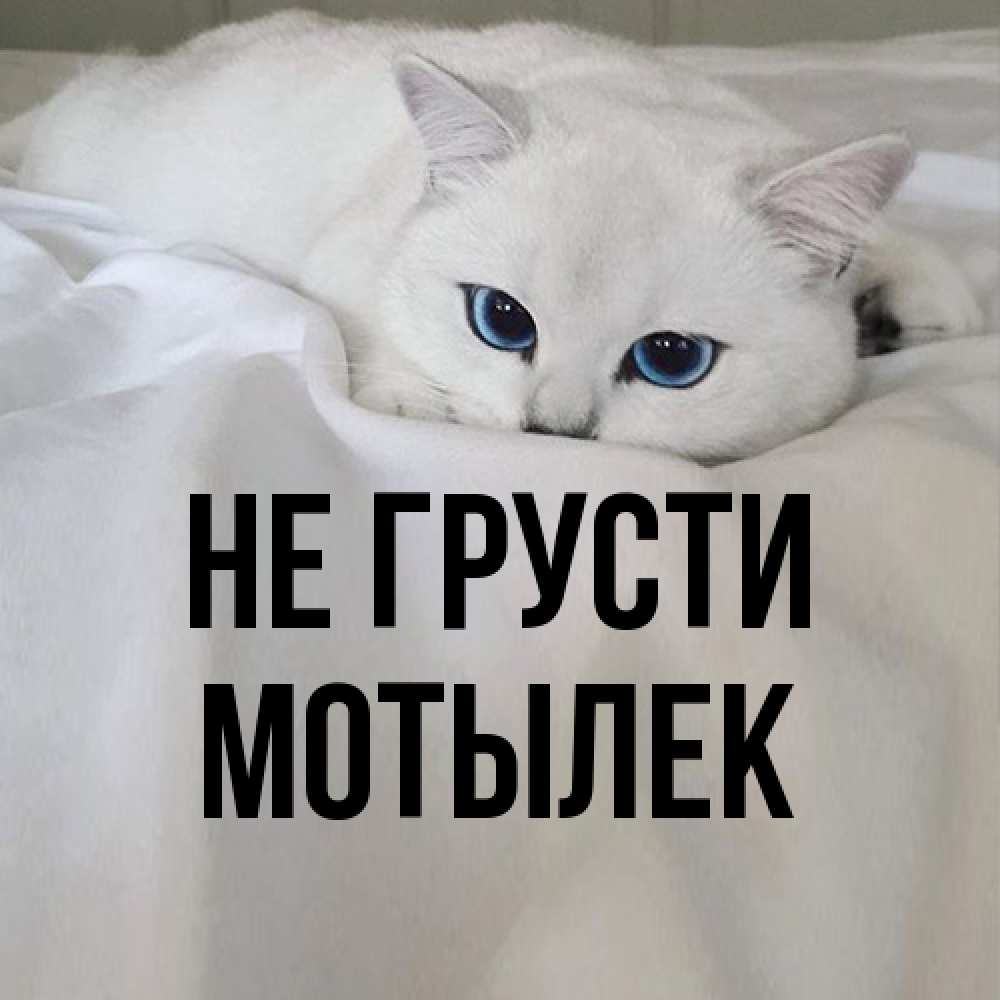 Открытка на каждый день с именем, Мотылек Не грусти Голубоглазая кошка Прикольная открытка с пожеланием онлайн скачать бесплатно 