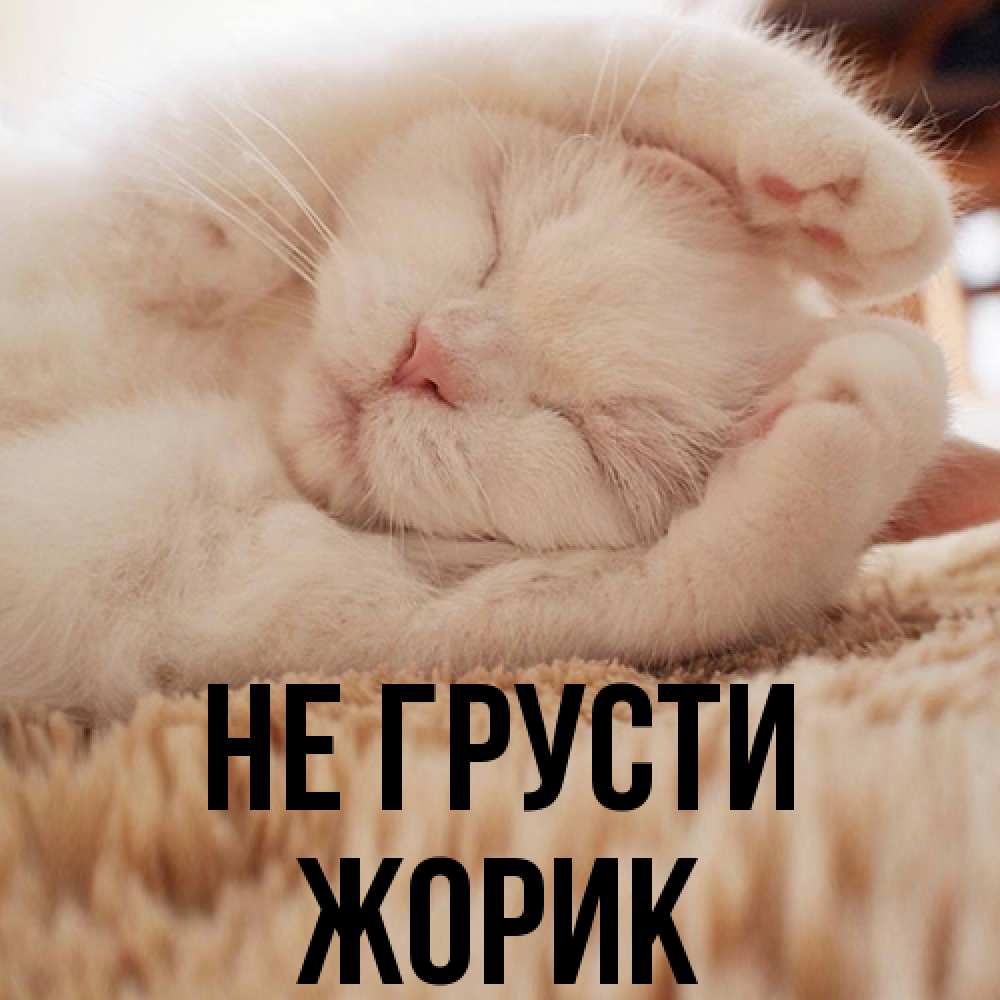 Открытка на каждый день с именем, жорик Не грусти Котенок спит Прикольная открытка с пожеланием онлайн скачать бесплатно 