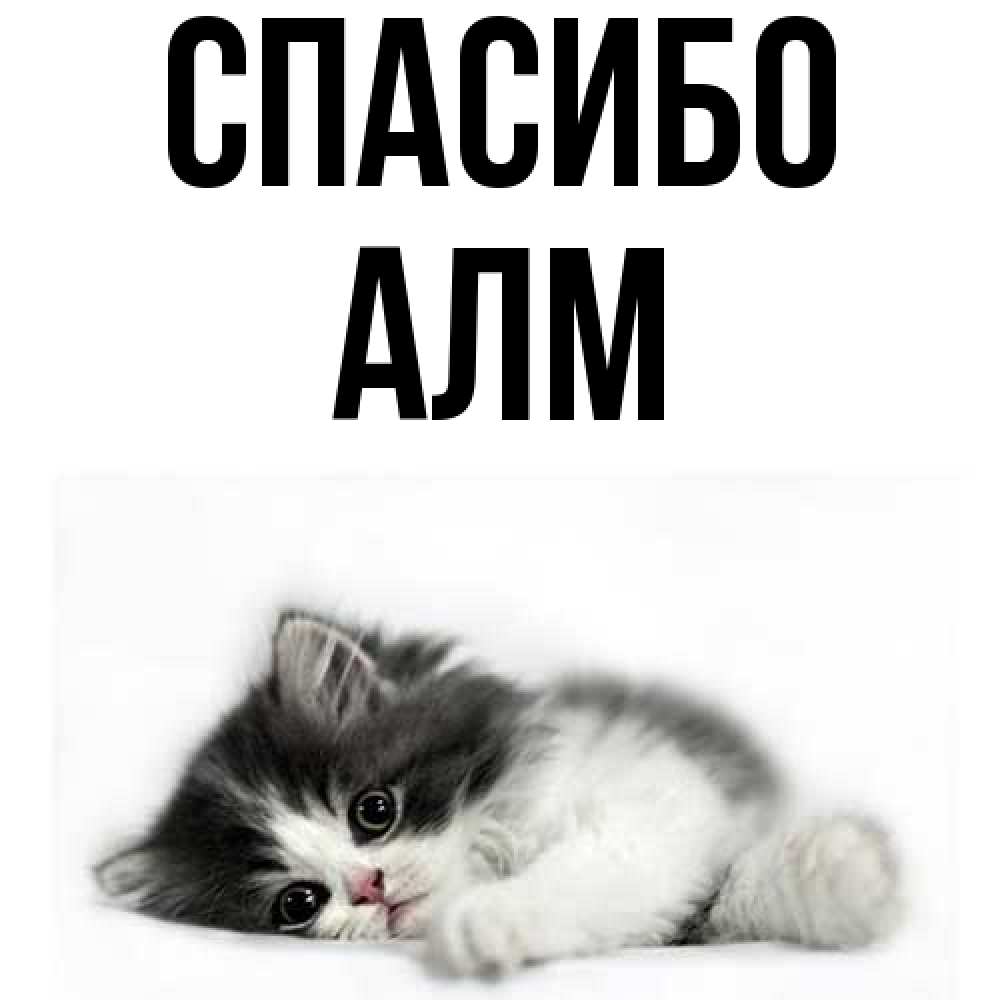 Открытка на каждый день с именем, Алм Спасибо черный и белый кот Прикольная открытка с пожеланием онлайн скачать бесплатно 