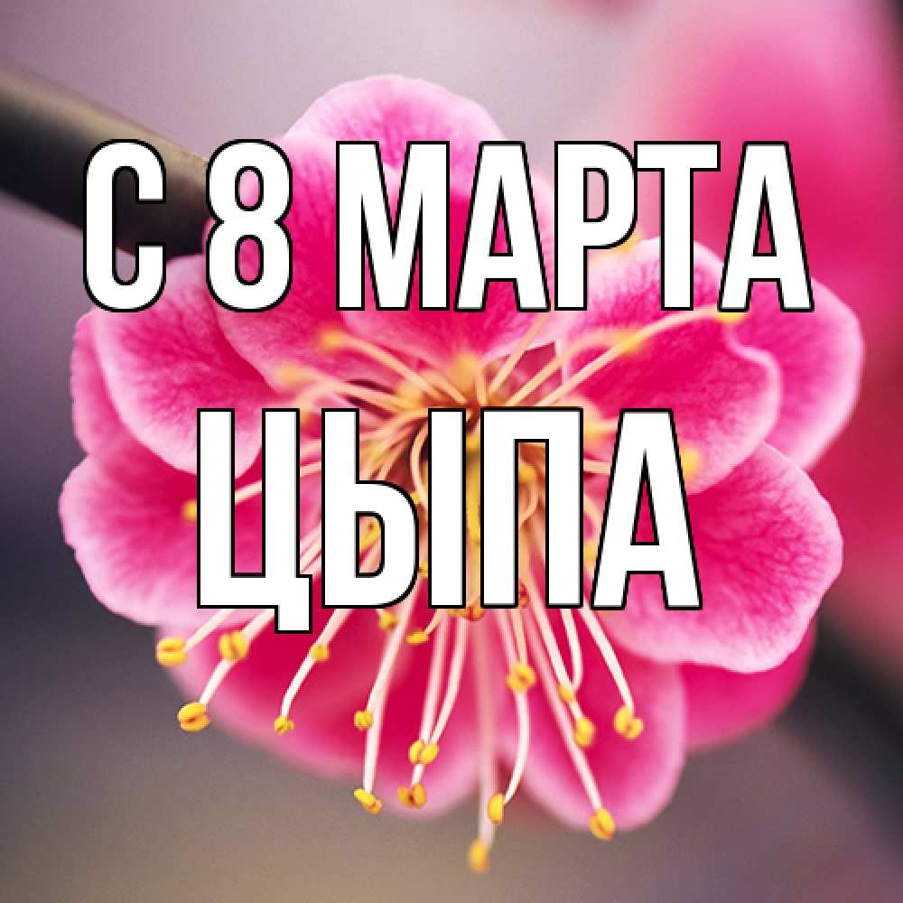 Открытка на каждый день с именем, Цыпа C 8 МАРТА цветы Прикольная открытка с пожеланием онлайн скачать бесплатно 