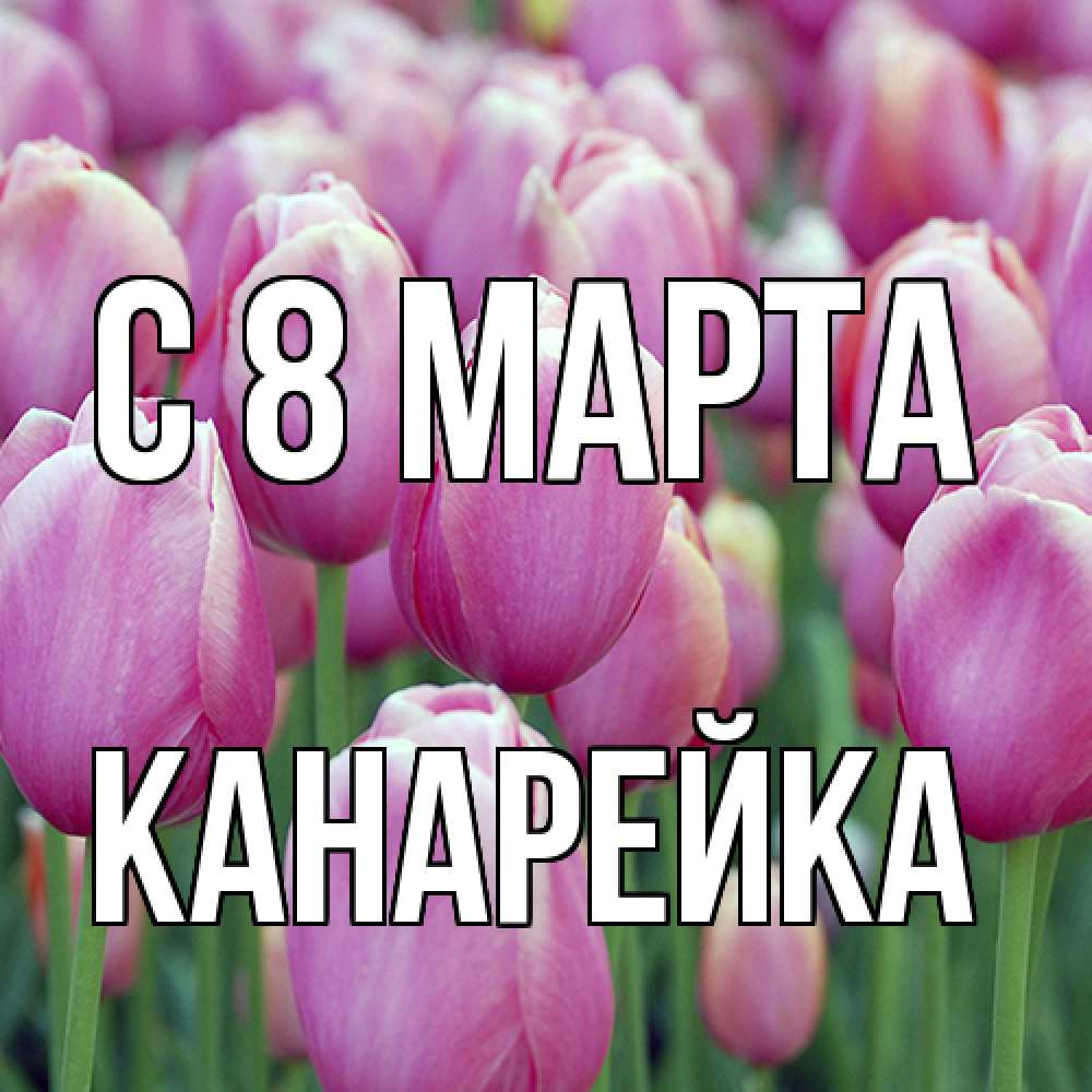 Открытка на каждый день с именем, Канарейка C 8 МАРТА на международный женский день 3 Прикольная открытка с пожеланием онлайн скачать бесплатно 