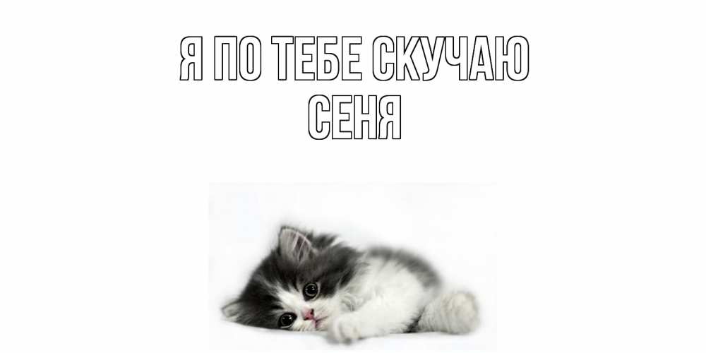 Открытка на каждый день с именем, Сеня Я по тебе скучаю кот, скука Прикольная открытка с пожеланием онлайн скачать бесплатно 
