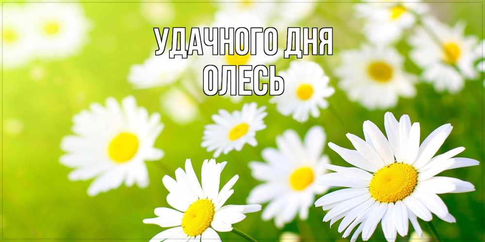 Открытка на каждый день с именем, Олесь Удачного дня открытка с ромашками на зеленом фоне Прикольная открытка с пожеланием онлайн скачать бесплатно 