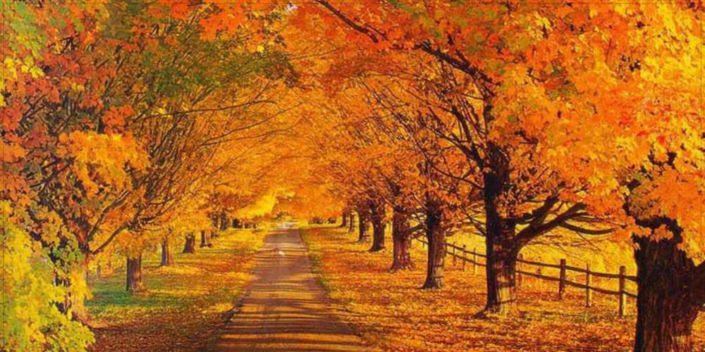 Открытка на каждый день с именем, Климентина Удачного дня деревья с осенними листьями Прикольная открытка с пожеланием онлайн скачать бесплатно 