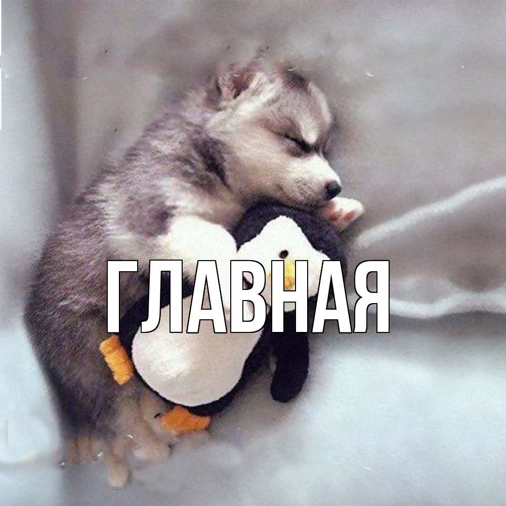 Открытка на каждый день с именем, настя Главная обнимашки щенка и пингвина Прикольная открытка с пожеланием онлайн скачать бесплатно 