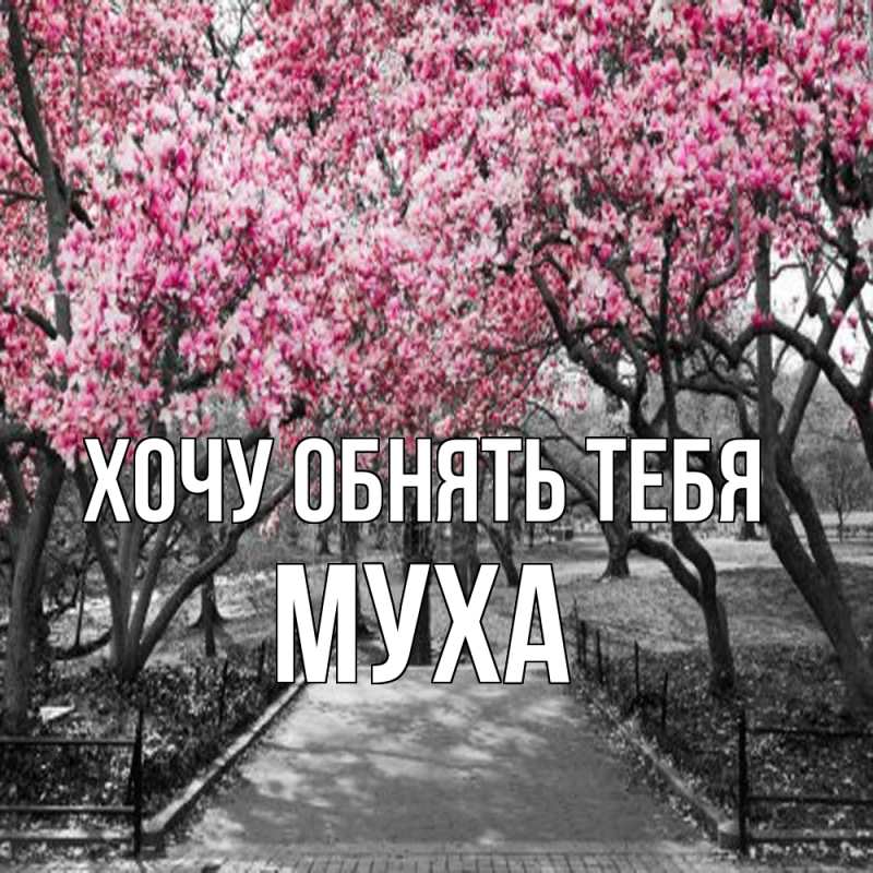 Картинка Хочу обнять тебя, Муха