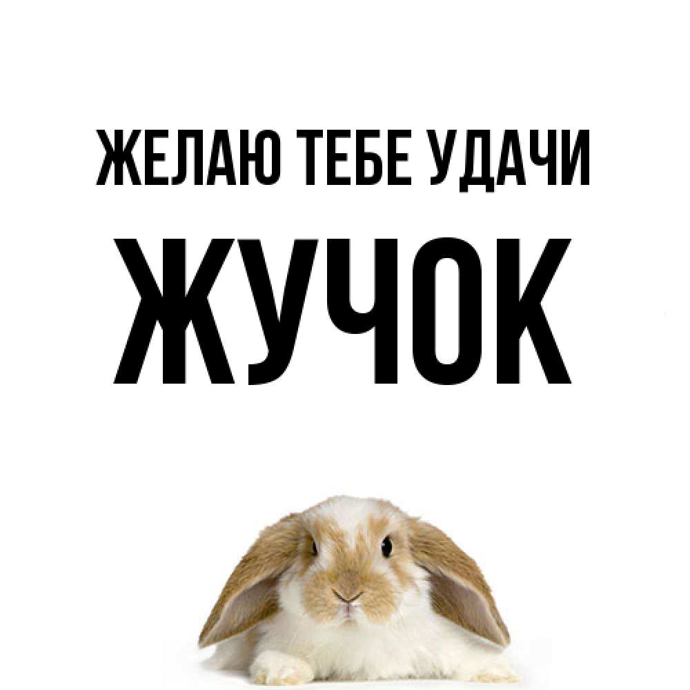 Открытка на каждый день с именем, жучок Желаю тебе удачи открытки с произвольным текстом который можно вставить в открытку и создать ее самостоятельно бесплатно онлайн Прикольная открытка с пожеланием онлайн скачать бесплатно 