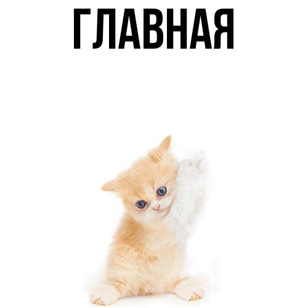 Открытка на каждый день с именем, настя Главная зверушки и милота Прикольная открытка с пожеланием онлайн скачать бесплатно 