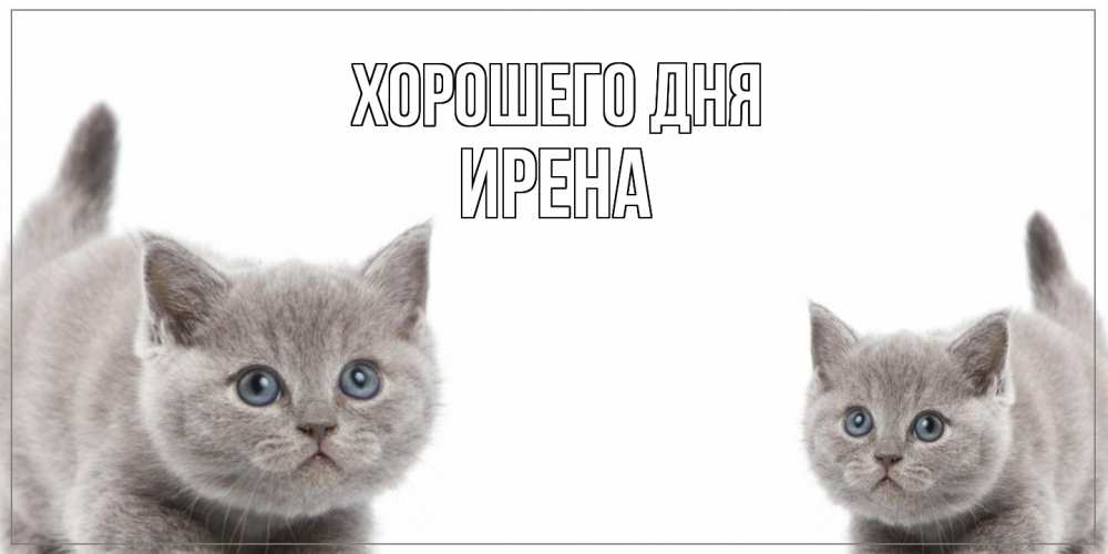Открытка на каждый день с именем, Ирена Хорошего дня открытка с котами Прикольная открытка с пожеланием онлайн скачать бесплатно 