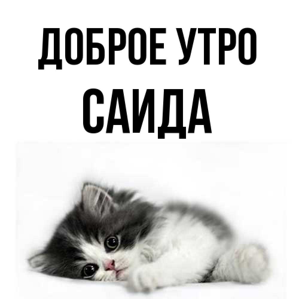 Открытка на каждый день с именем, Саида Доброе утро кот лапки Прикольная открытка с пожеланием онлайн скачать бесплатно 