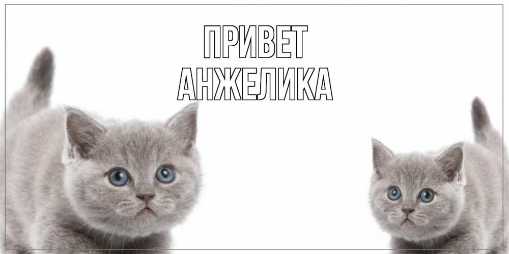 Открытка на каждый день с именем, Анжелика Привет коты Прикольная открытка с пожеланием онлайн скачать бесплатно 