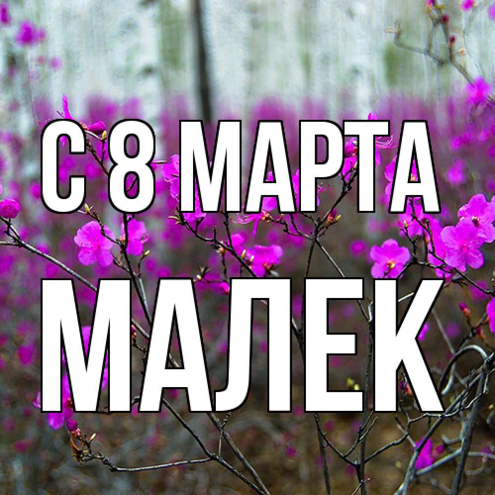 Открытка на каждый день с именем, Малек C 8 МАРТА дикие цветы Прикольная открытка с пожеланием онлайн скачать бесплатно 