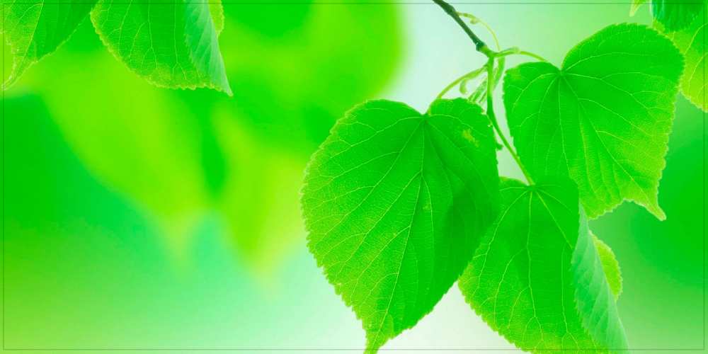 Открытка на каждый день с именем, Диодора Доброе утро доброе утро с березовыми листьями Прикольная открытка с пожеланием онлайн скачать бесплатно 