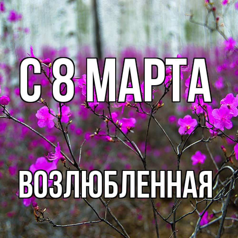 Открытка на каждый день с именем, Возлюбленная C 8 МАРТА дикие цветы Прикольная открытка с пожеланием онлайн скачать бесплатно 