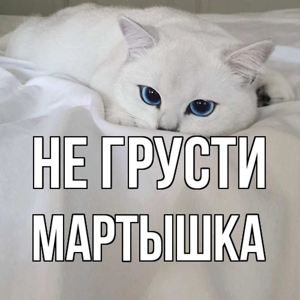 Открытка на каждый день с именем, Мартышка Не грусти белый кот с голубыми глазами на белоснежной кровати Прикольная открытка с пожеланием онлайн скачать бесплатно 