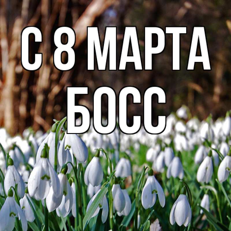 Картинка C 8 МАРТА, Босс