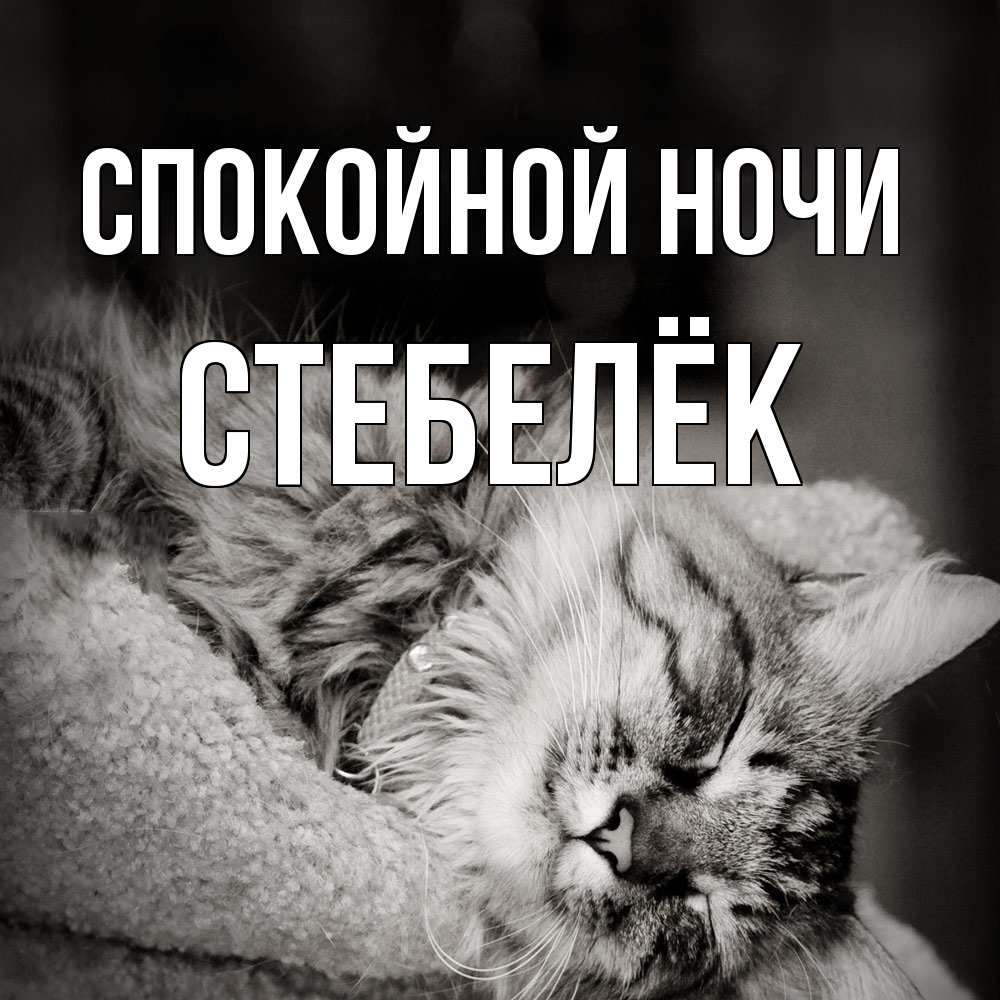 Открытка на каждый день с именем, Стебелёк Спокойной ночи котярик пушистый Прикольная открытка с пожеланием онлайн скачать бесплатно 