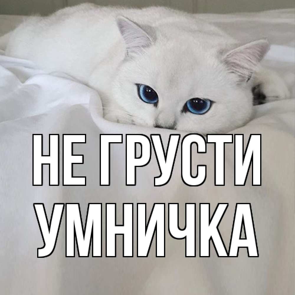 Открытка на каждый день с именем, Умничка Не грусти белый кот с голубыми глазами на белоснежной кровати Прикольная открытка с пожеланием онлайн скачать бесплатно 